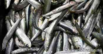Sardinen in Lebensmittelgeschäften teilweise knapp