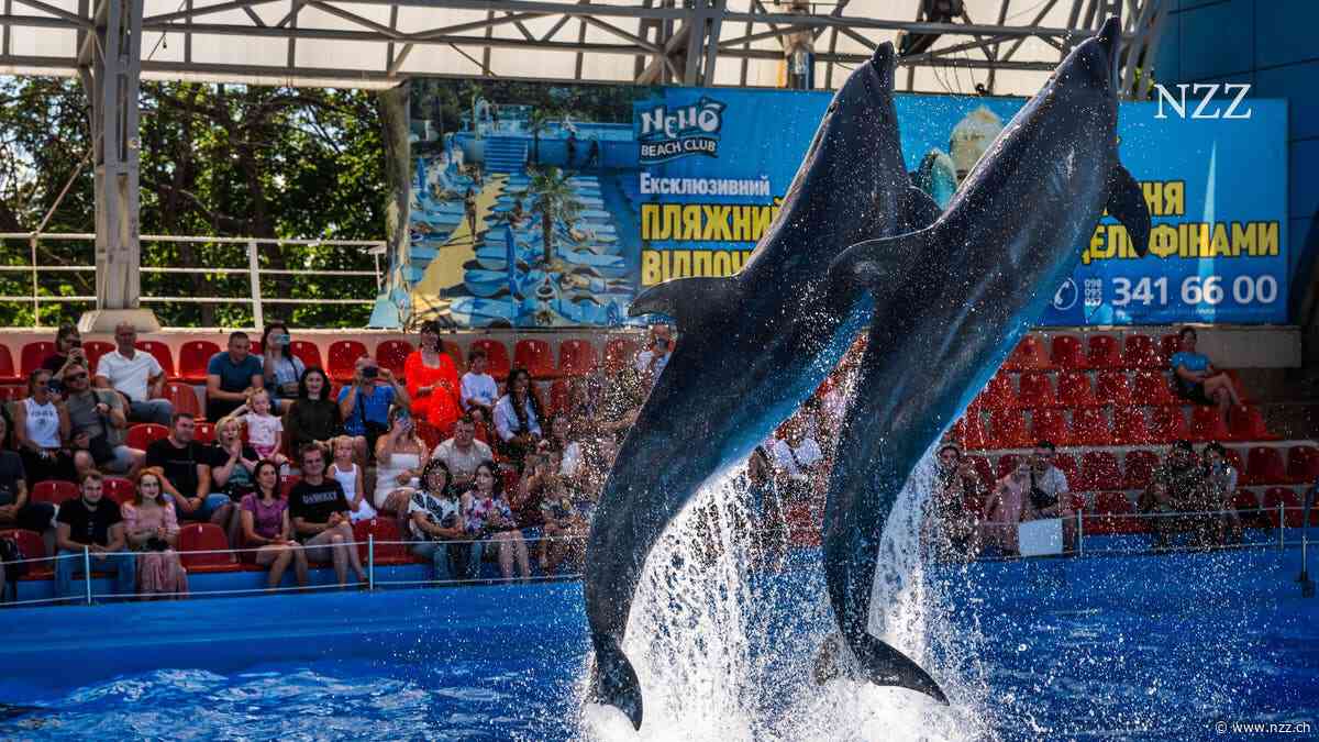 Nach der Delfin-Show fliegen die Drohnen an: Wie Charkiw versucht, den Kriegsalltag für einige Stunden zu vergessen
