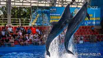Nach der Delfin-Show fliegen die Drohnen an: Wie Charkiw versucht, den Kriegsalltag für einige Stunden zu vergessen