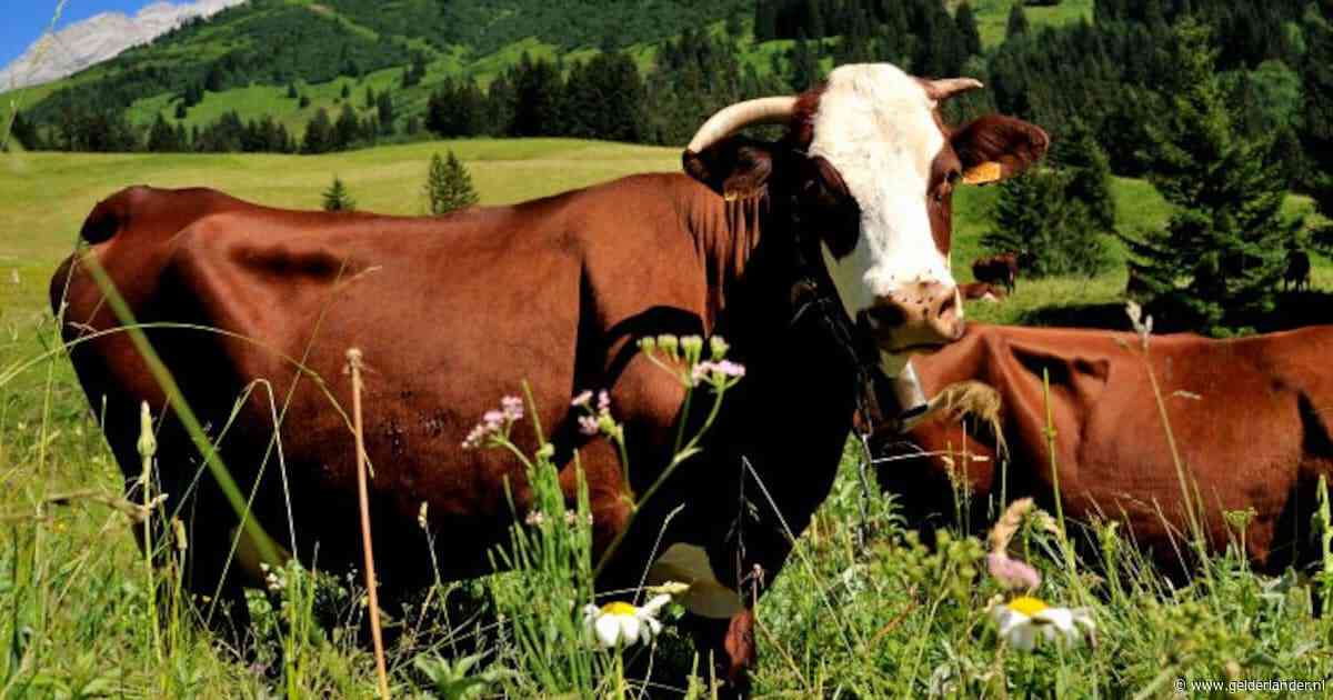 Belg slaat alarm om mysterieuze ‘noodkreten’ in Franse bergen, maar dan blijkt luide boer de oorzaak