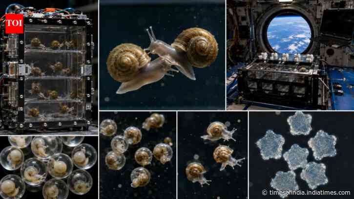 In 2003, Nasa found freshwater snails reproduced in space with 50% larger statoconia