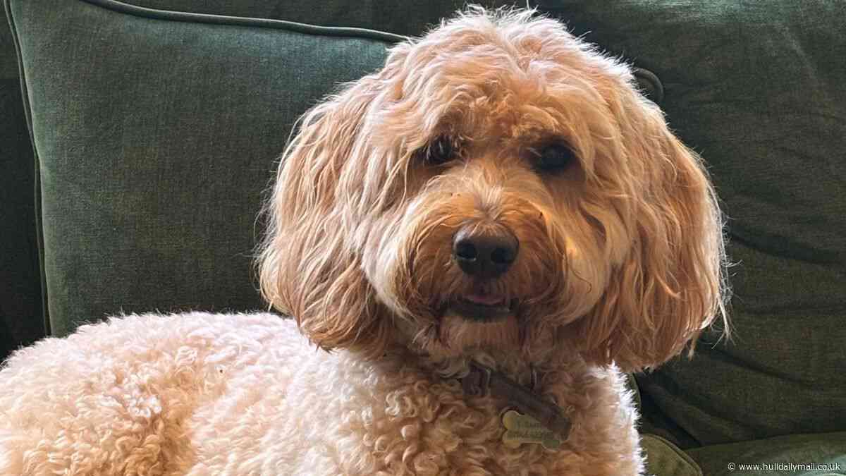 Family's grief after beloved dog dies suddenly in Cottingham boarding house