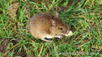 Keep mice and squirrels out of your garden this autumn with 1 simple kitchen item