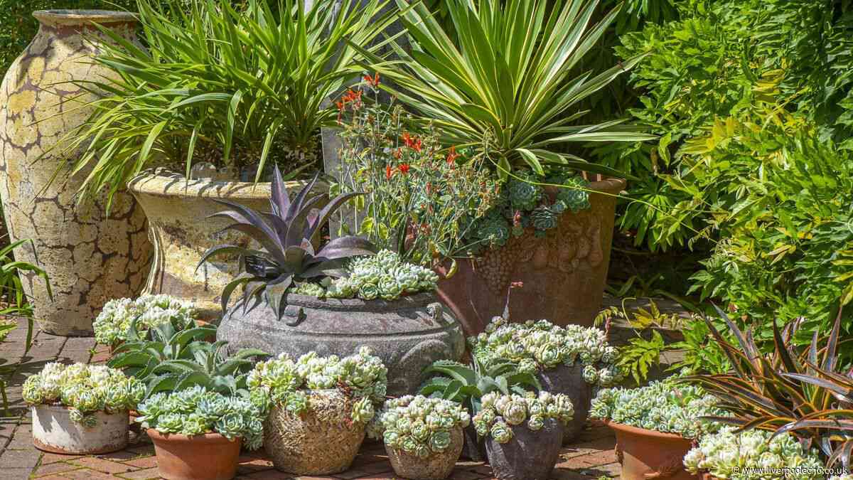 Save potted plants from damage in gardens with 1 simple task as rain returns