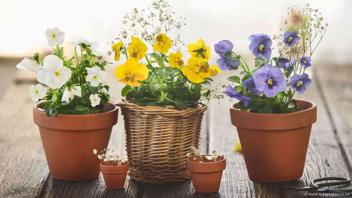 Protect potted plants in minutes with 1 easy task as rain returns after heatwaves