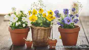 Protect potted plants in minutes with 1 easy task as rain returns after heatwaves