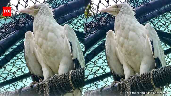 Delhi Zoo Plans Vulture Pairing: talks on to find mate for Jatayu; visit Pinjore facility next