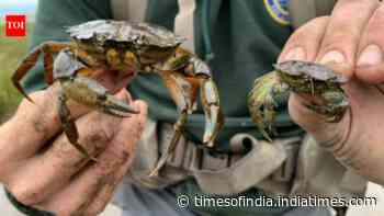 New England is battling invasive green crabs by eating the destructive species in fancy dishes