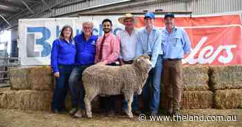 Dream season and strong markets inject confidence at Pastora Poll Merinos