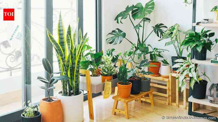 NASA Clean Air Study: 15 ‘air-purifying’ houseplants listed; beginners get easy indoor options