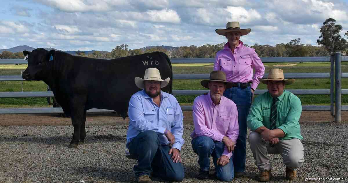 The Rock Angus marks 10 years with top price bull selling to prominent NSW stud