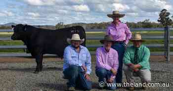 The Rock Angus marks 10 years with top price bull selling to prominent NSW stud