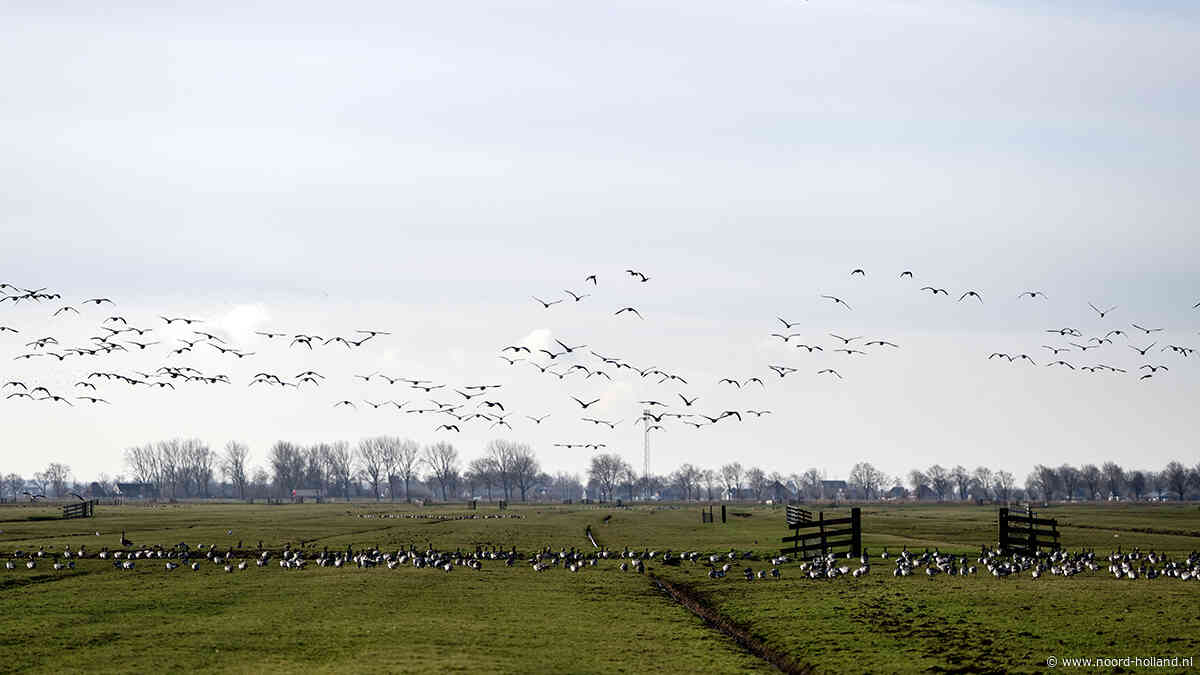 Einde aan jarenlange groei van ganzenschade in Noord-Holland