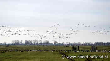 Einde aan jarenlange groei van ganzenschade in Noord-Holland