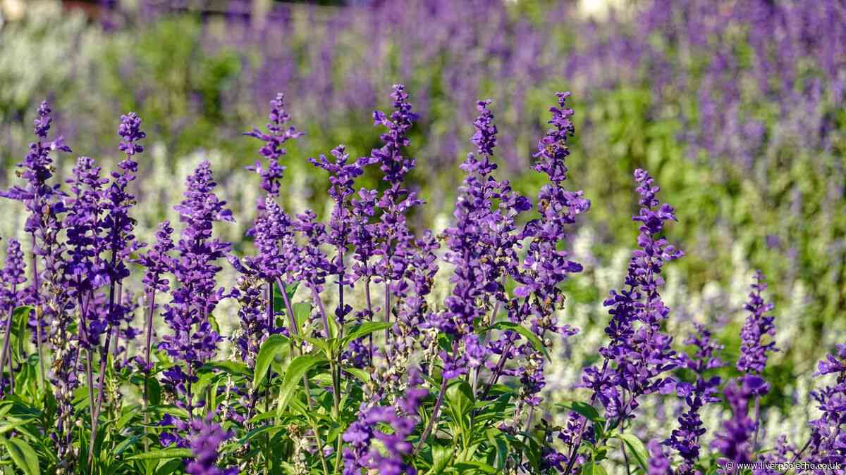 Monty Don's 1 simple task that can make lavender grow faster and look better