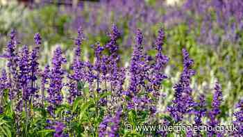 Monty Don's 1 simple task that can make lavender grow faster and look better