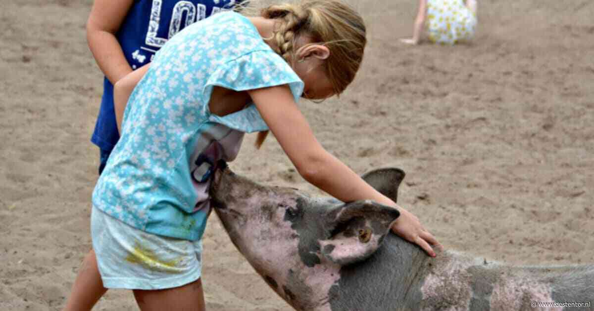 Knuffelen, leren en proeven: deze varkensboerderij zet de staldeuren open