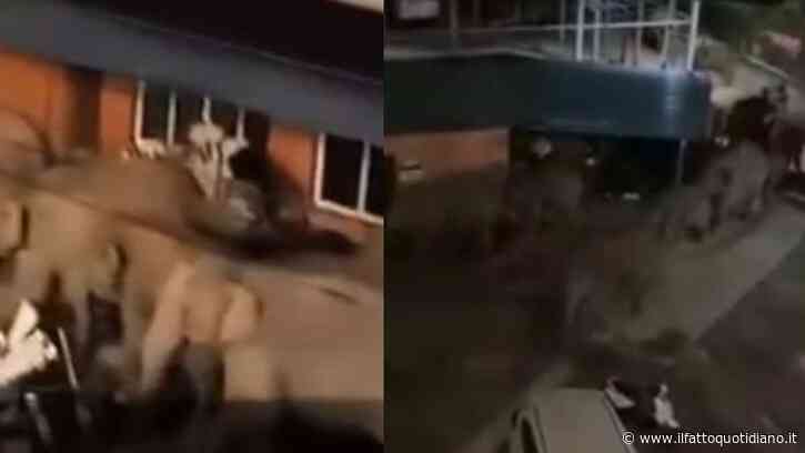 Cinquanta elefanti invadono un villaggio durante la notte, quello che succede sorprende gli abitanti: “Non ne avevamo mai visti così tanti in vent’anni”