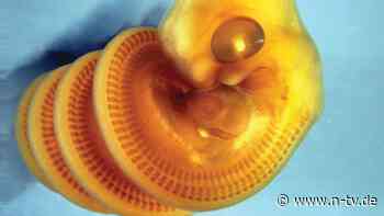 Warum beim Schlüpfen schon groß: Forscher lüften Geheimnis der Schlangen-Embryos