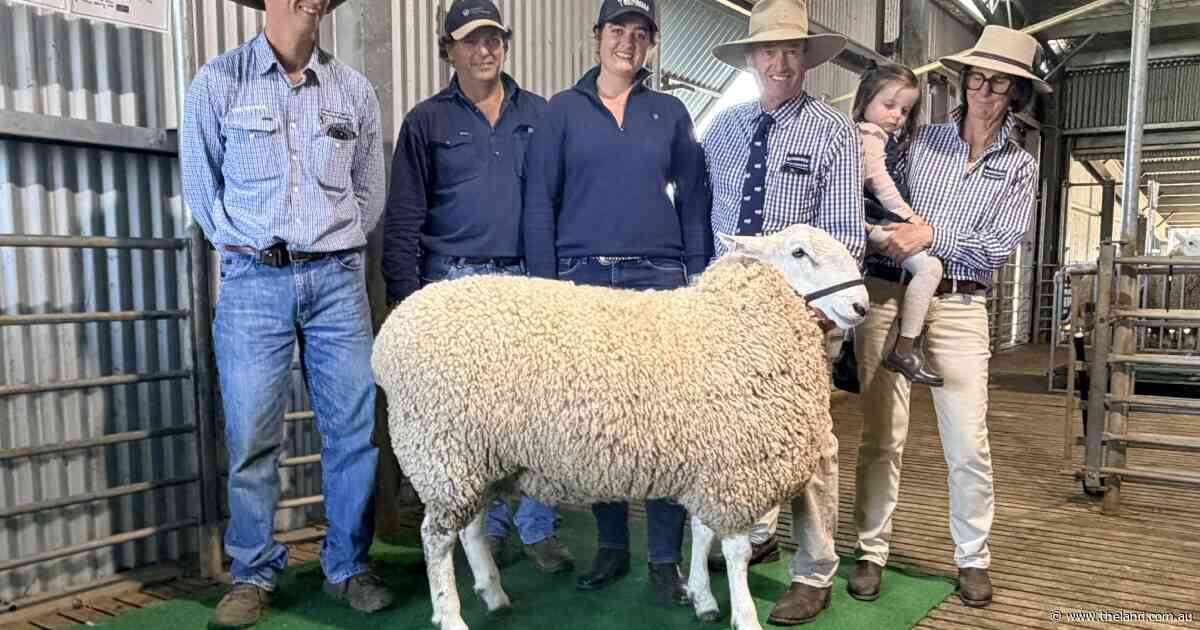 Top genetics in demand: Nundoone, Bindaree stud rams reach dual top price