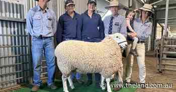 Top genetics in demand: Nundoone, Bindaree stud rams reach dual top price