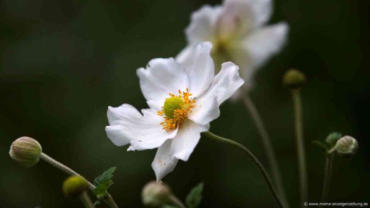Herbst-Anemonen: Das sind die fünf schönsten Sorten für den Garten