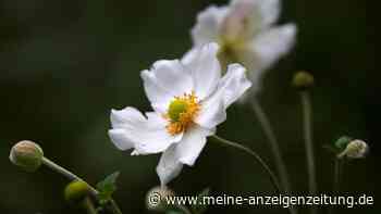 Herbst-Anemonen: Das sind die fünf schönsten Sorten für den Garten