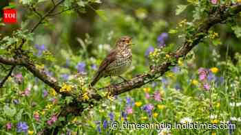 What makes a birdsong beautiful?