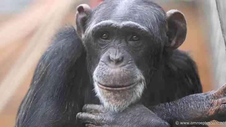 Chimpansee Marria (22) overleden in Beekse Bergen na vechtpartij