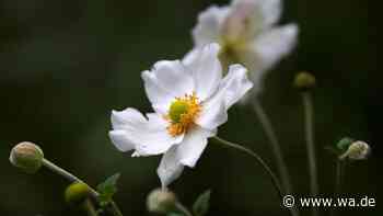 Herbst-Anemonen: Das sind die fünf schönsten Sorten für den Garten
