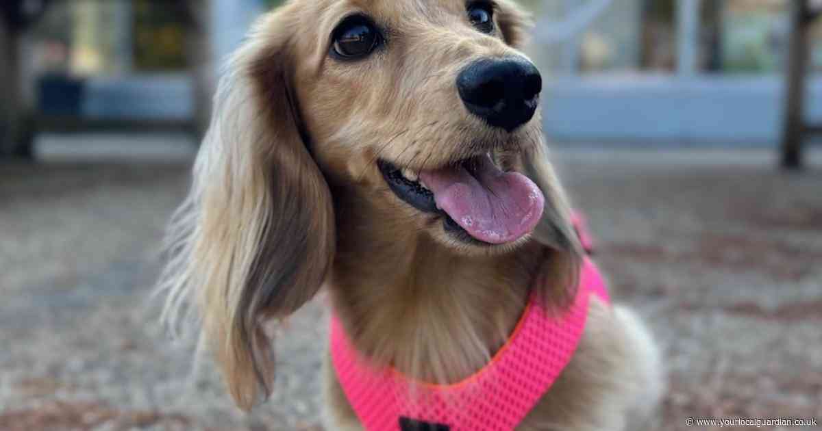 School therapy dog named finalist in national awards