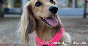 School therapy dog named finalist in national awards