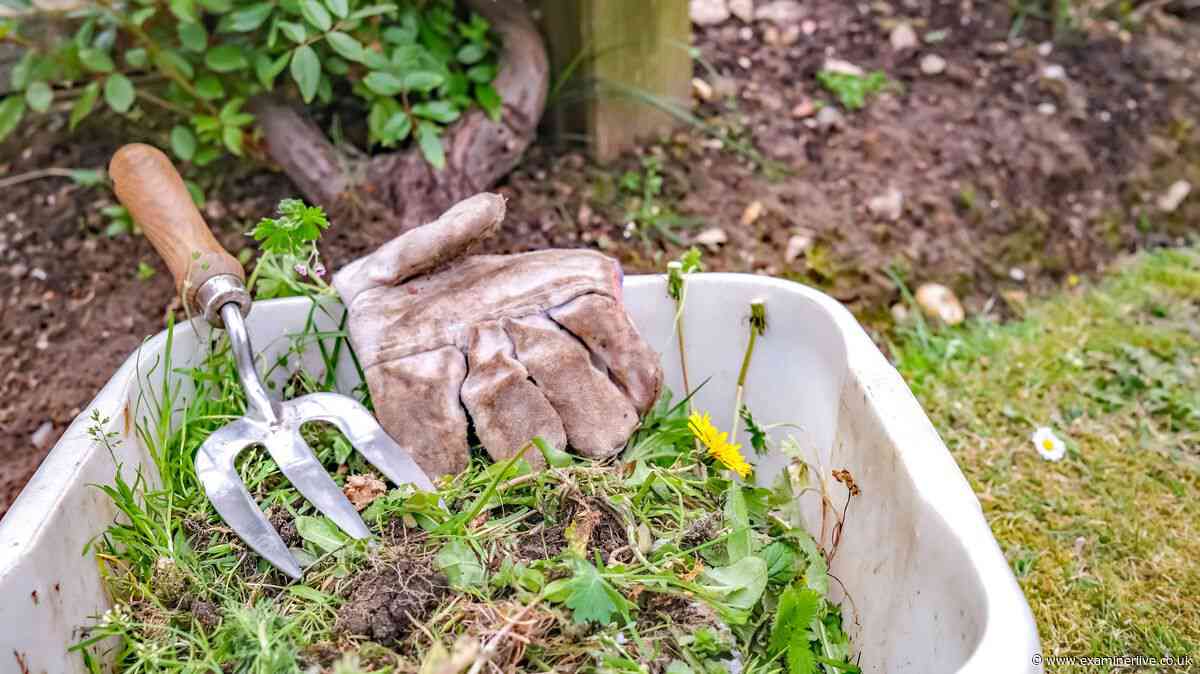Simple cardboard garden trick to keep autumn weeds at bay and boost soil