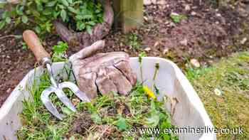 Simple cardboard garden trick to keep autumn weeds at bay and boost soil