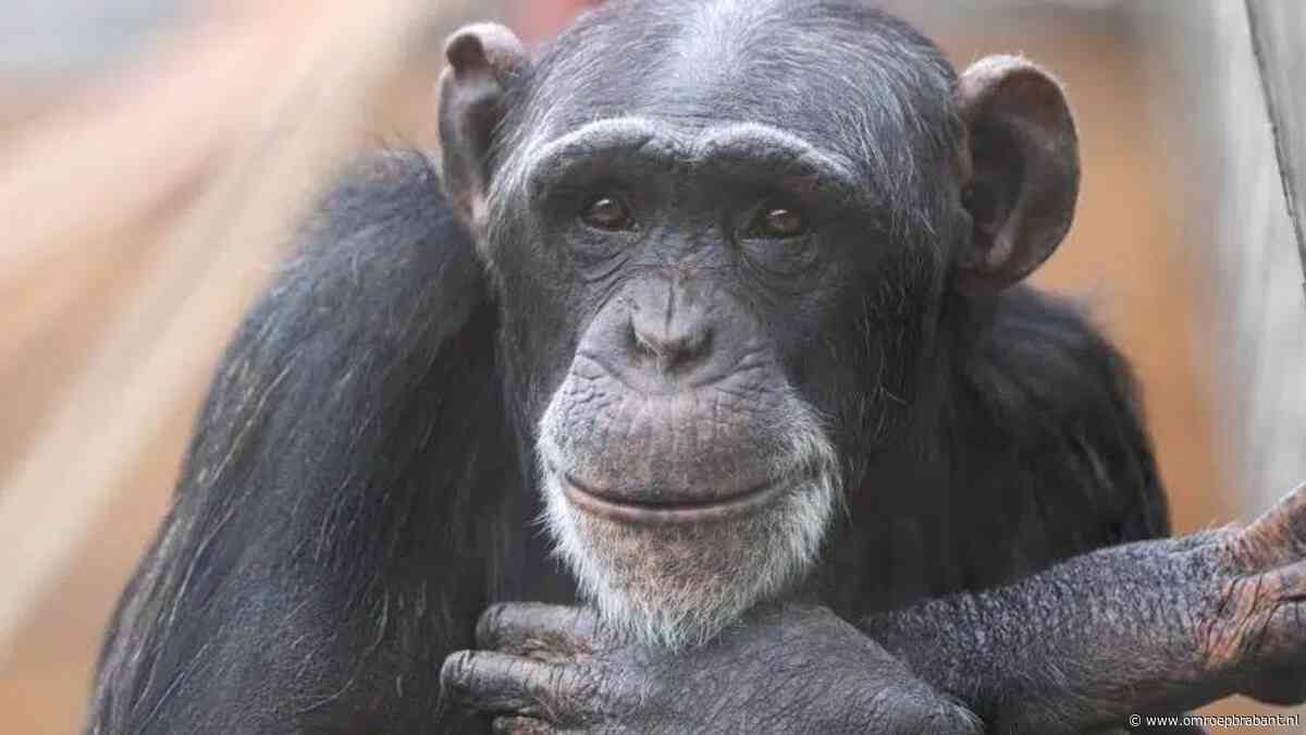 Marria spreekt chimpanseetaal niet en moet dat met de dood bekopen