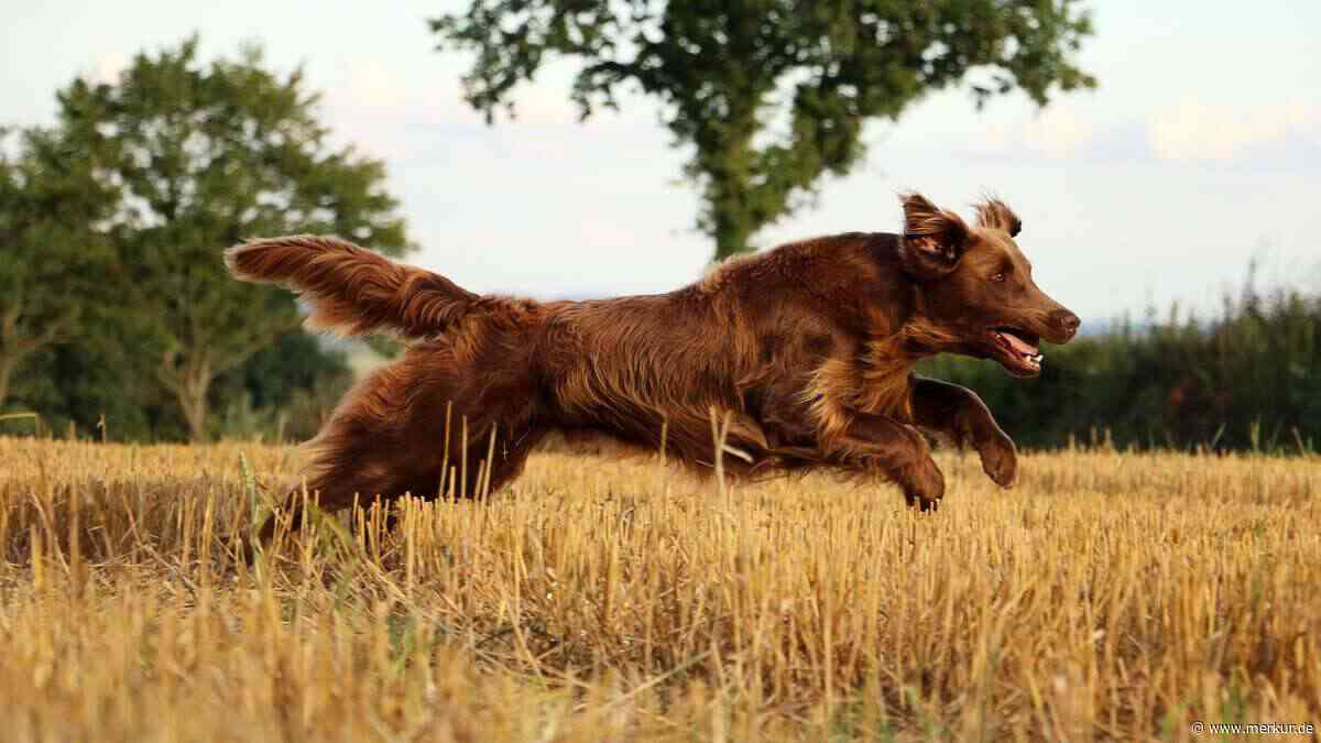 Flat Coated Retriever: Der fröhliche Alleskönner unter den Hunden