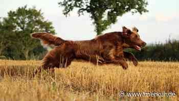 Flat Coated Retriever: Der fröhliche Alleskönner unter den Hunden