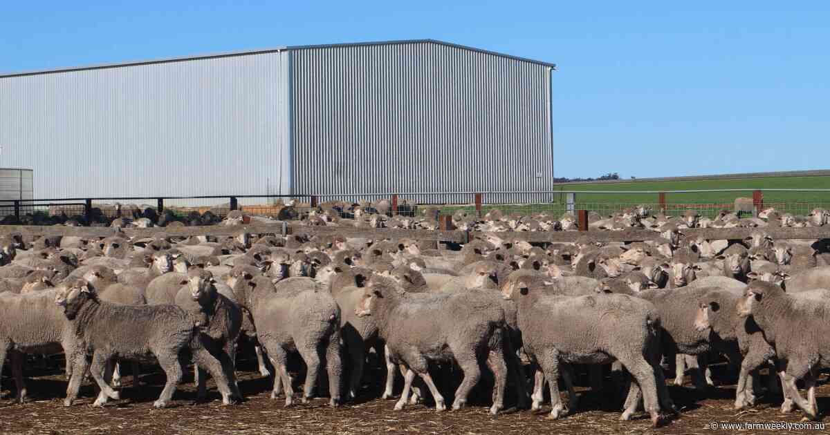 WA leading national sheep flock stabilisation and wool production figures