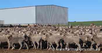 WA leading national sheep flock stabilisation and wool production figures