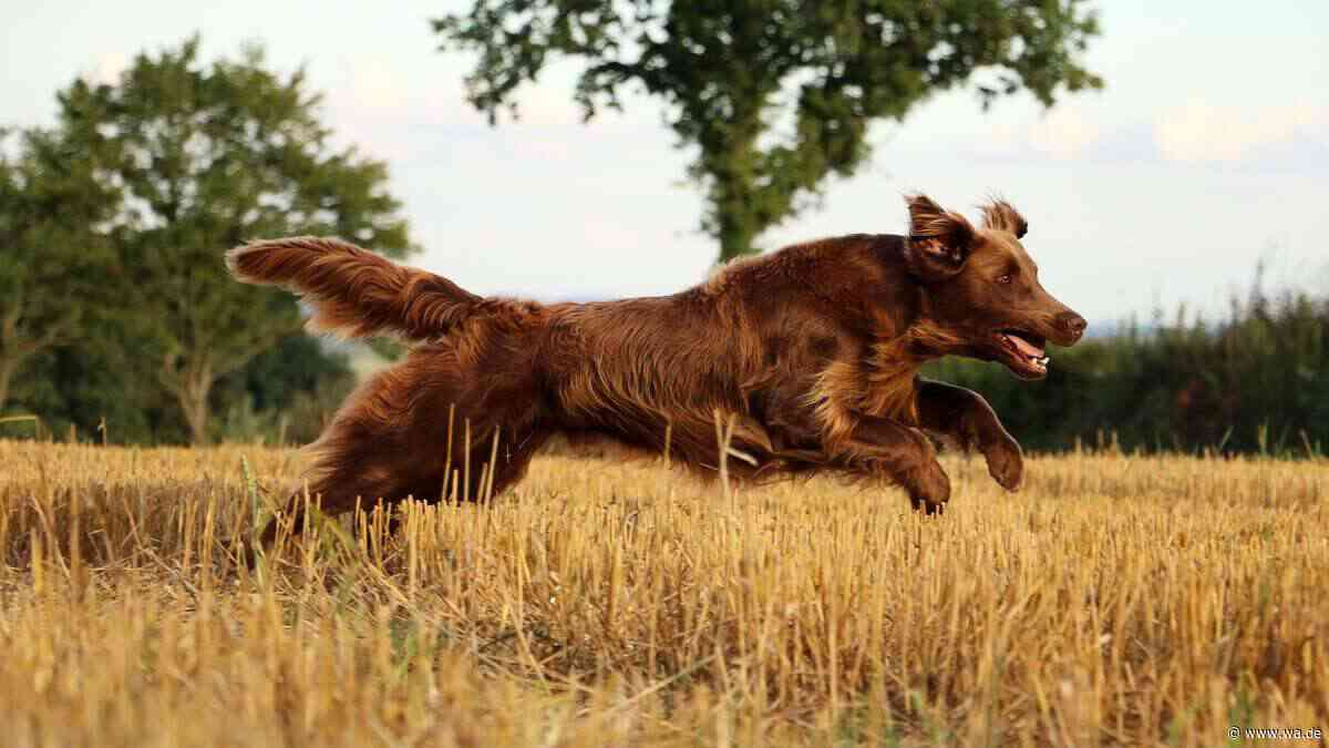 Flat Coated Retriever: Der fröhliche Alleskönner unter den Hunden