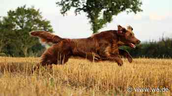 Flat Coated Retriever: Der fröhliche Alleskönner unter den Hunden