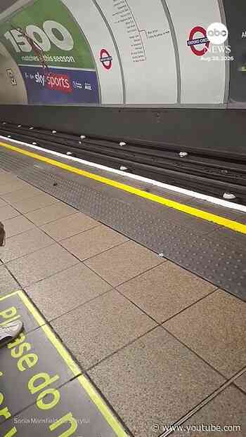 Sparring mice amuse London commuters