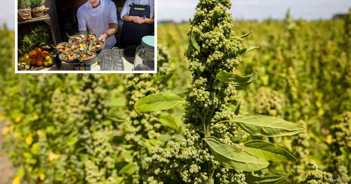 Vergeet de Hollandse kost als aardappels en rode kool: straks is Nederland er te droog en te heet voor