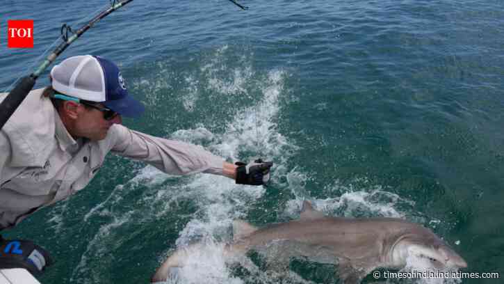 Shark Nursery Confirmed: Young great whites return to Long Island; trackers reveal long journeys