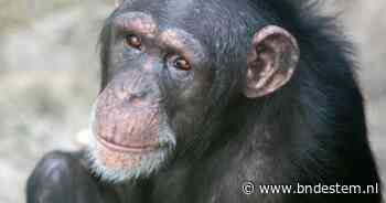 Chimpansee Marria (22) overlijdt in Safaripark Beekse Bergen na vechtpartij met soortgenoten