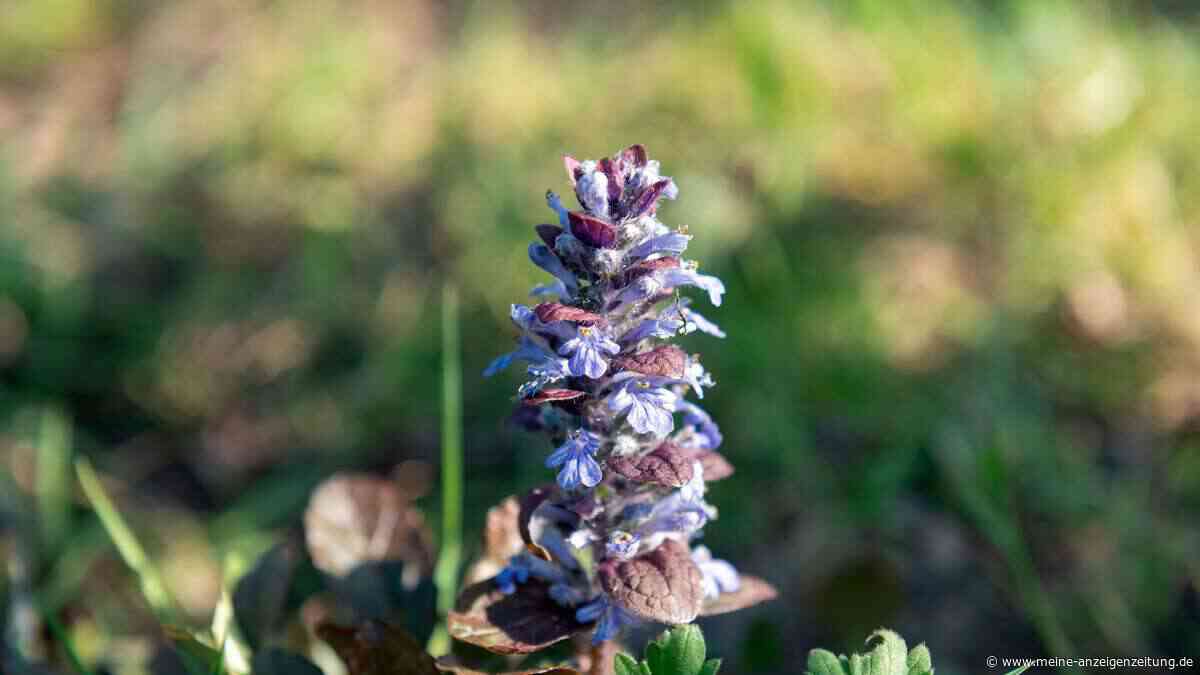 Fünf blühende Bodendecker-Stauden, die kahle Gartenecken in Blütenpracht verwandeln