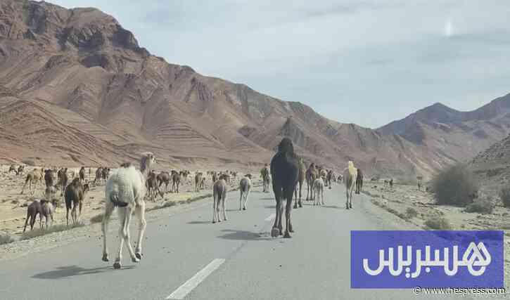 مصدر يوضح حقيقة "احتكار استيراد الإبل" من مو&