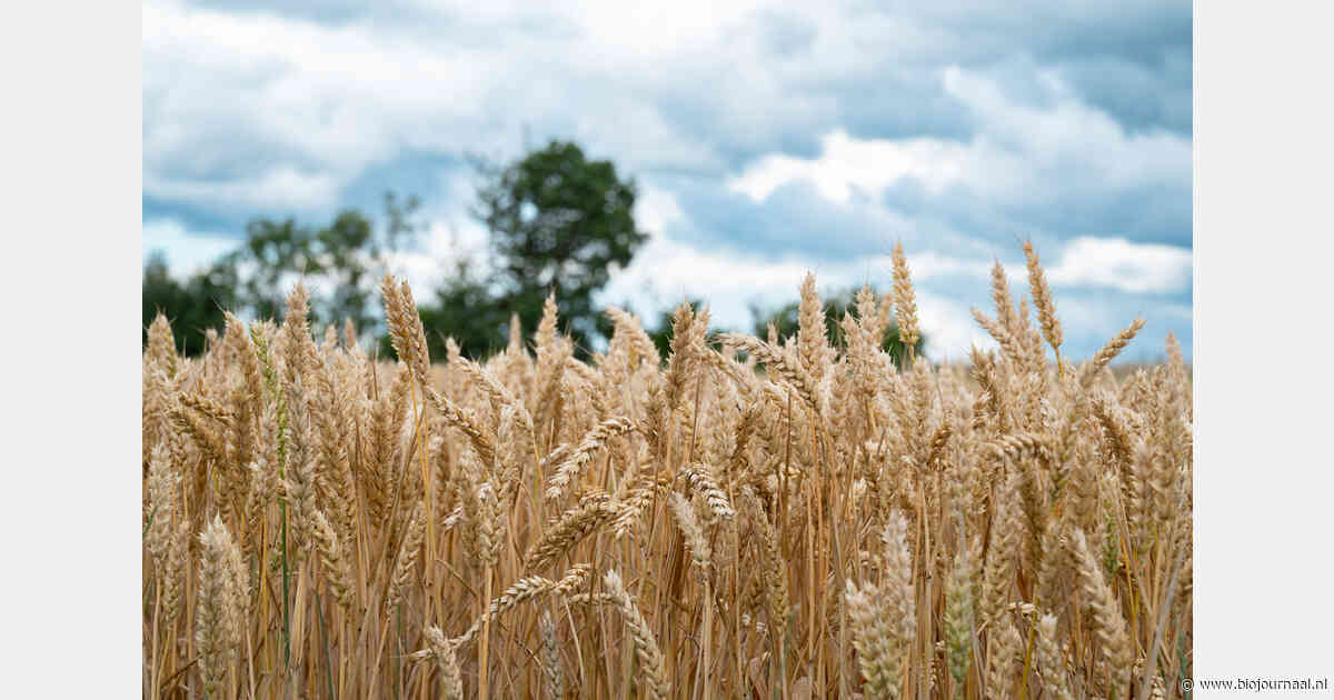 Duitse biologische graanoogst 2026 kleiner, vooral haver onder druk