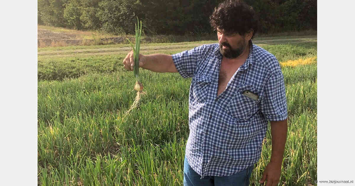 Met Zwitserse klant als springplank levert Italiaans biologisch groentebedrijf nu door heel Europa