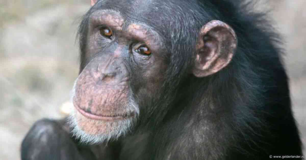 Chimpansee Marria (22) overlijdt na vechtpartij in Beekse Bergen: ze was pas begonnen aan haar nieuwe leven
